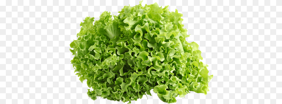Green Ice Lettuce Vegetables Lettuce, Food, Plant, Produce, Vegetable Png
