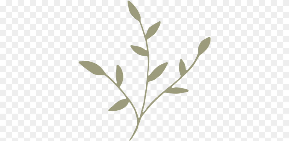 Green Icon Twig, Herbal, Herbs, Leaf, Plant Free Transparent Png