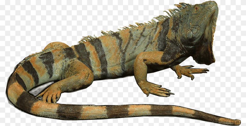 Green Iguana, Animal, Lizard, Reptile Free Png