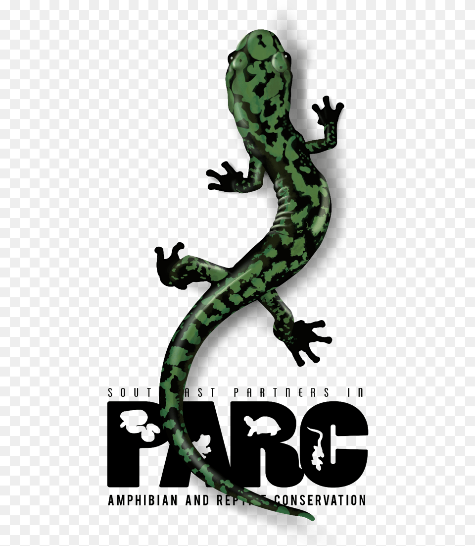 Green Iguana, Amphibian, Animal, Salamander, Wildlife Free Png