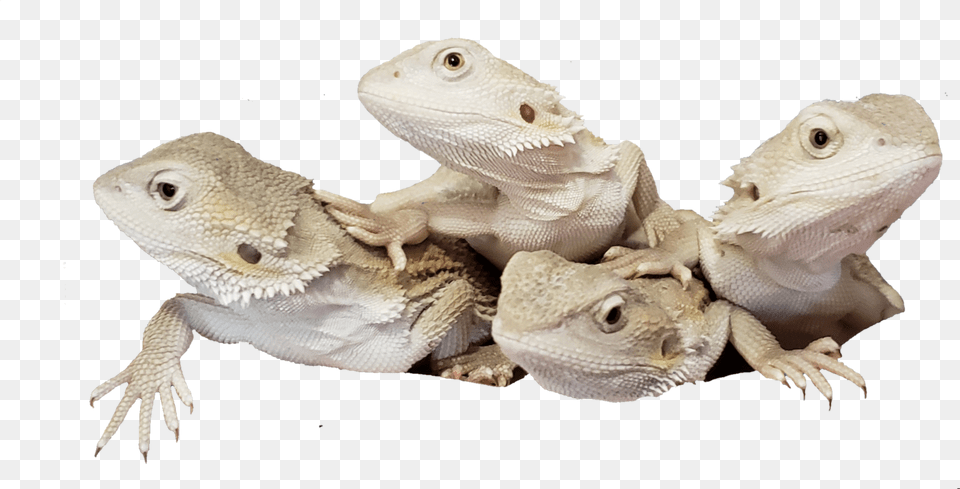 Green Iguana, Animal, Lizard, Reptile, Gecko Png