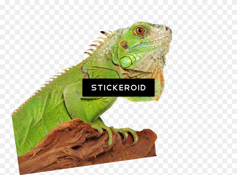 Green Iguana 4 Iguana Clipart, Animal, Lizard, Reptile Free Transparent Png