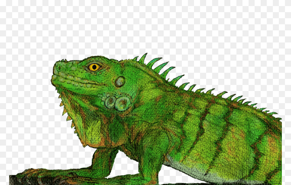 Green Iguana Download Green Iguana, Animal, Lizard, Reptile Png