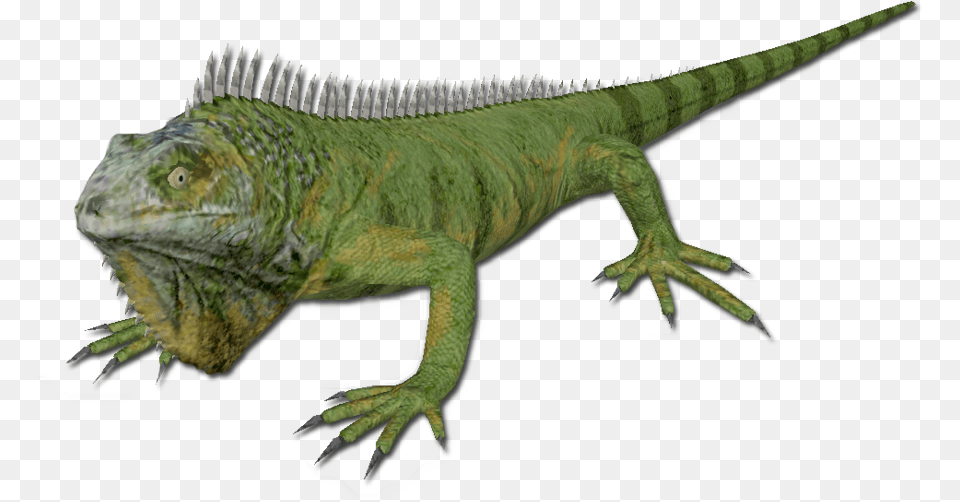 Green Iguana Iguana, Animal, Lizard, Reptile Png Image