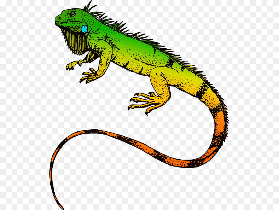 Green Iguana T Shirt Reptile Sticker Lizard Iguana, Animal, Gecko Png