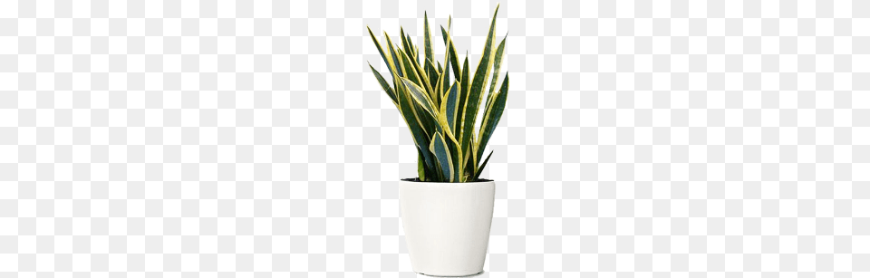 Green Indoor Plants Snake Plant In Pot, Jar, Planter, Potted Plant, Pottery Free Png Download