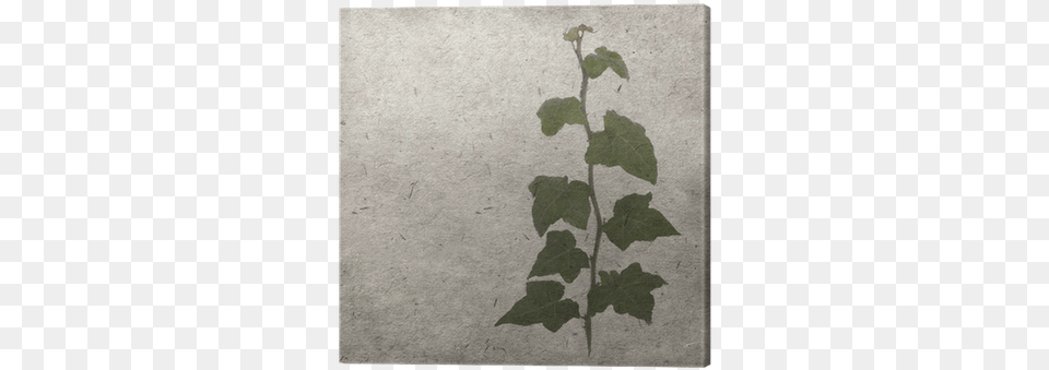 Green Ivy On Old Grunge Antique Paper Texture Canvas Photography, Leaf, Plant, Vine Free Png