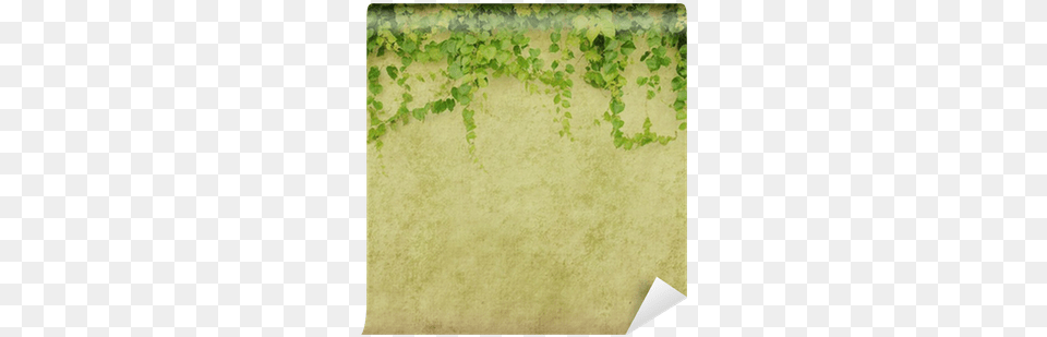 Green Ivy On Old Grunge Antique Paper Texture Wall Green Ivy Leaves Climbing On Old Grunge, Plant, Vine Free Png