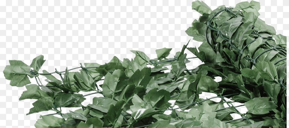 Green Ivy Roll Maidenhair Tree, Herbal, Herbs, Leaf, Plant Png Image