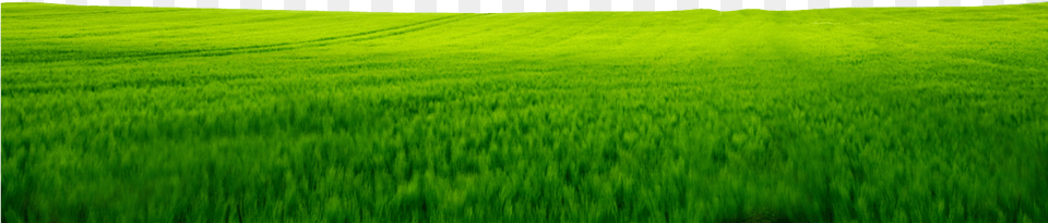 Green Land Images, Field, Plant, Lawn, Vegetation Free Png Download