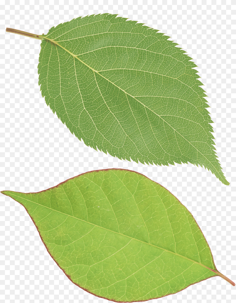 Green Leaf, Plant Png