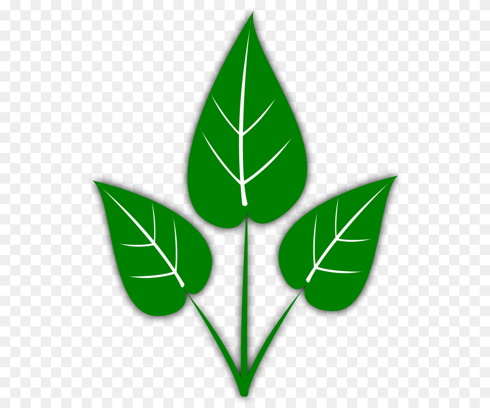 Green Leaf, Herbal, Herbs, Plant Free Png