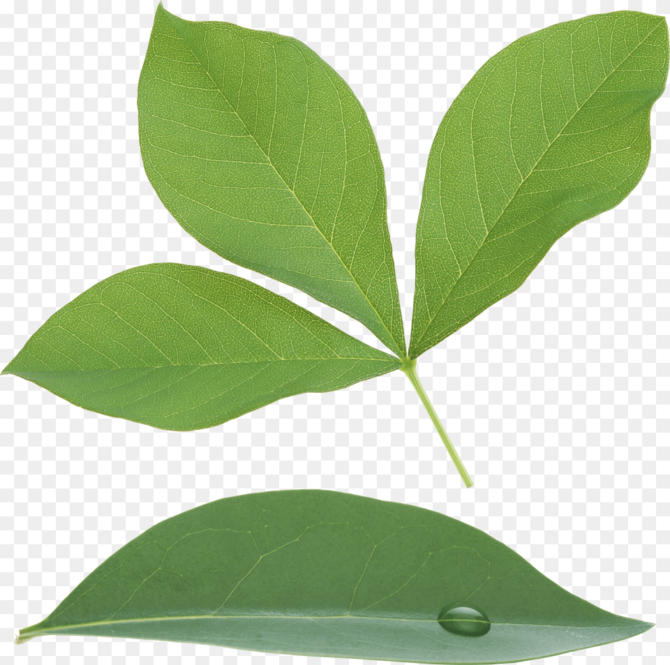 Green Leaf Free Transparent Png