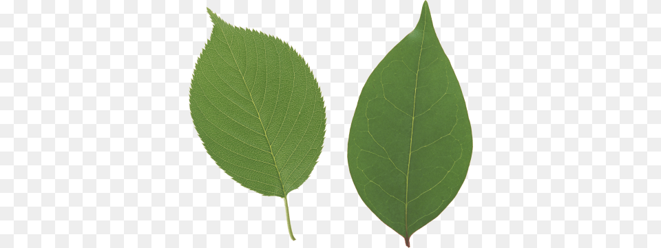 Green Leaf, Plant Png Image