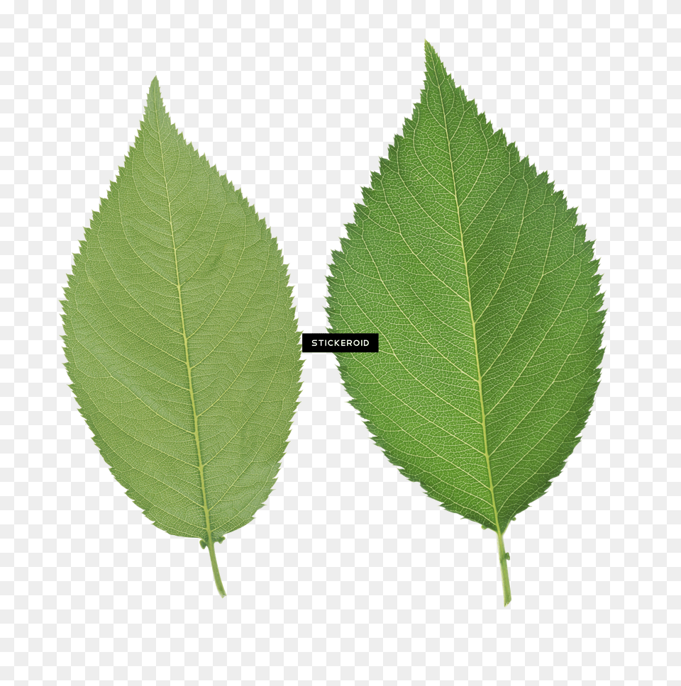 Green Leaf Free Png