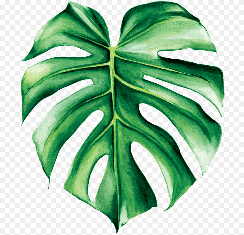 Green Leaf Aesthetic Sticker, Plant, Person Png Image