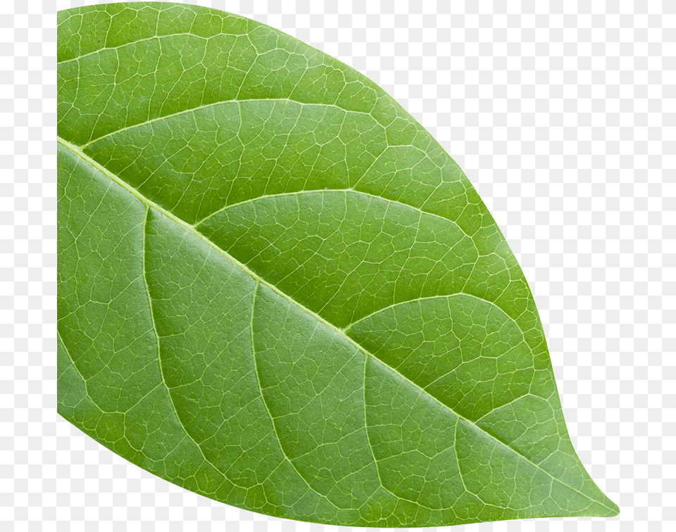 Green Leaf American Aspen, Plant Free Png Download