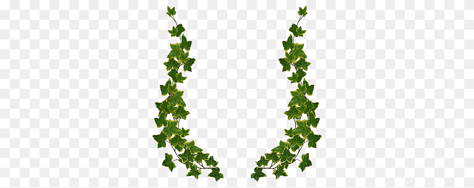 Green Leaf Border Design, Plant, Vine, Ivy Free Png Download