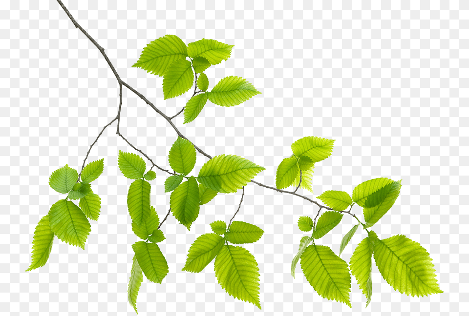 Green Leaf Branch, Plant, Tree, Vegetation, Grass Png