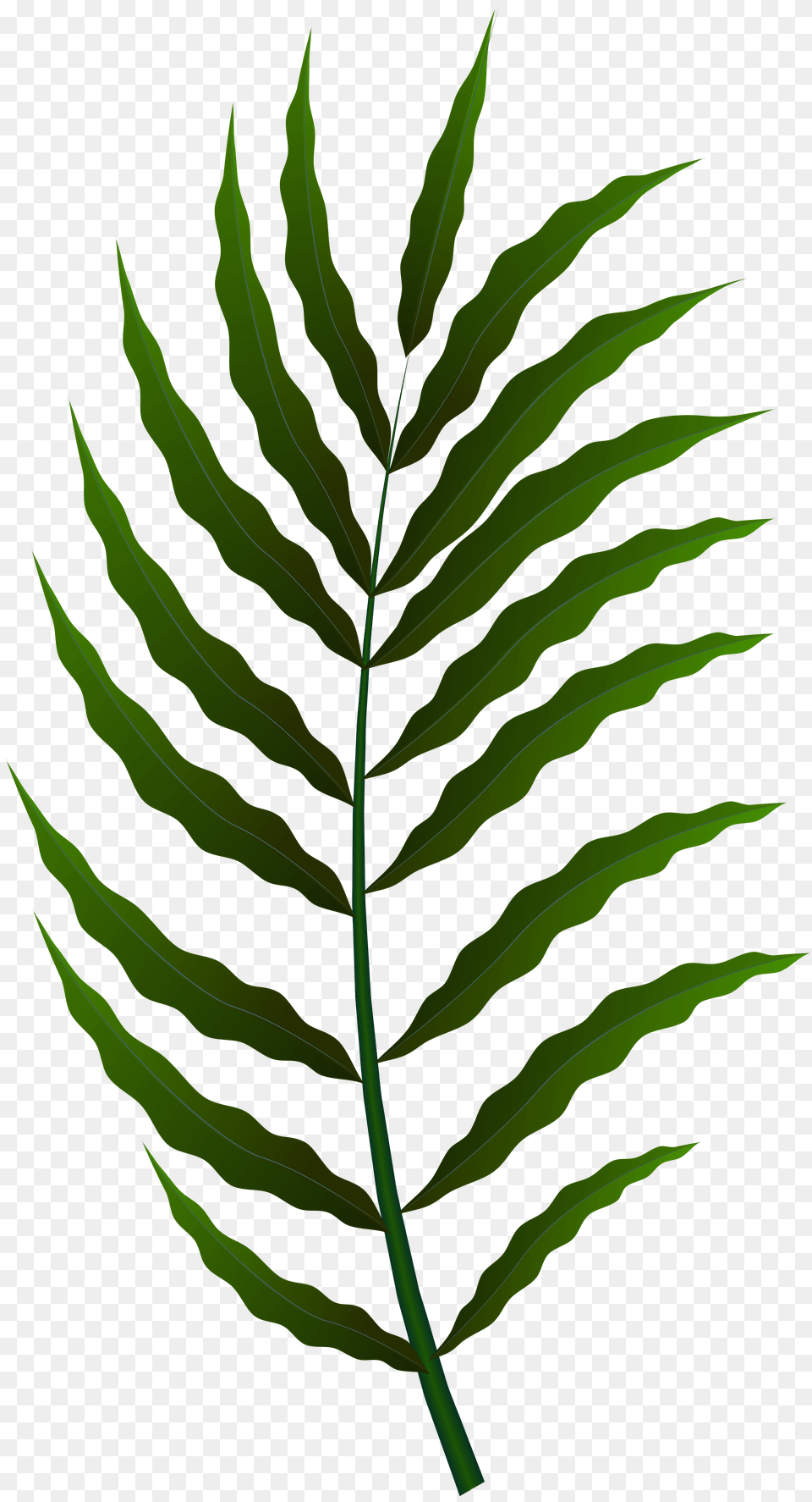 Green Leaf Clip Art, Plant, Vegetation, Fern Png