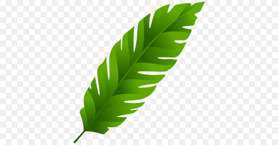 Green Leaf Clip Art, Plant, Person Free Png Download