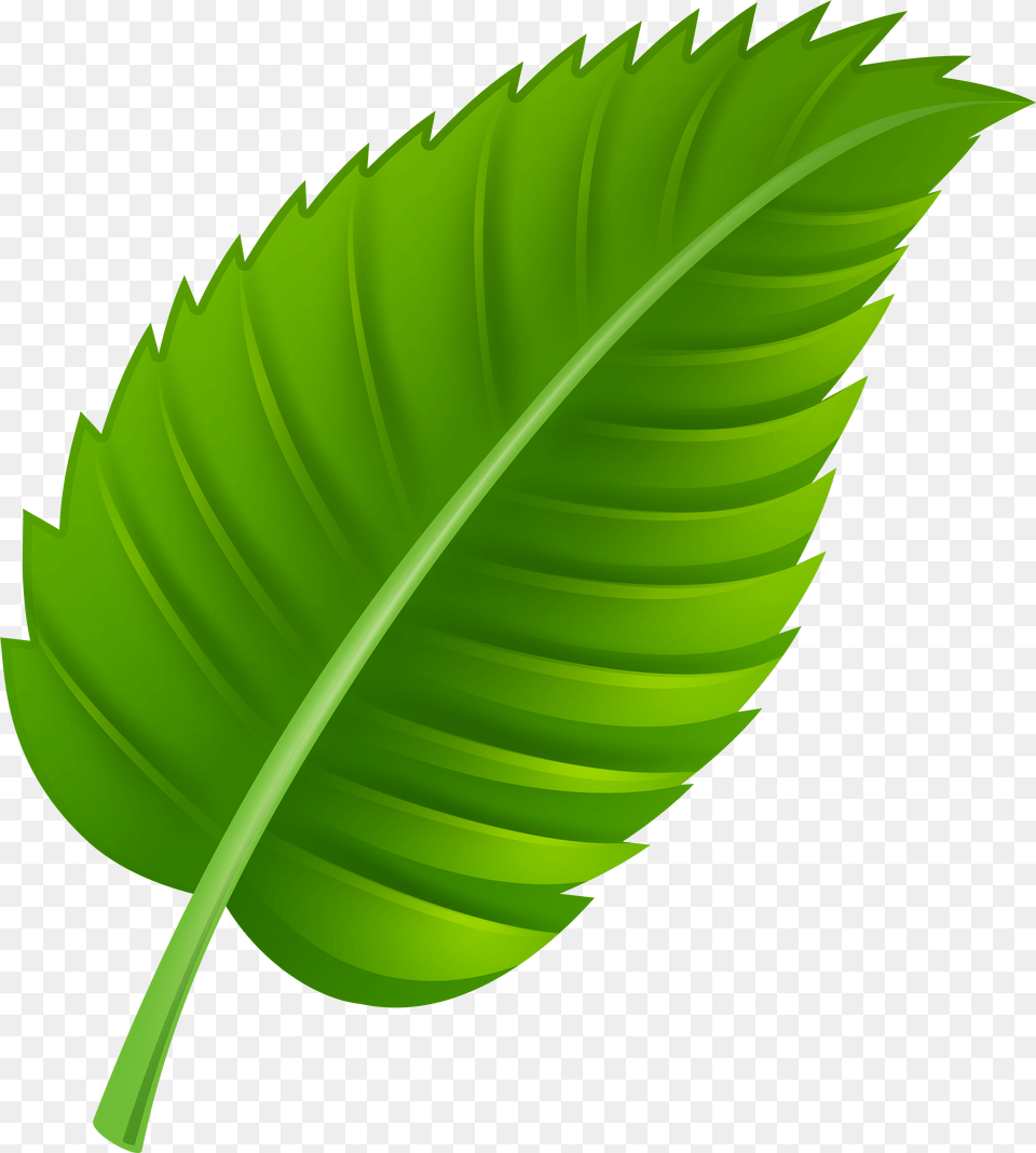 Green Leaf Clip Art Png Image
