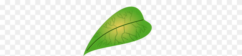 Green Leaf Clip Arts For Web, Plant, Astronomy, Moon, Nature Free Png
