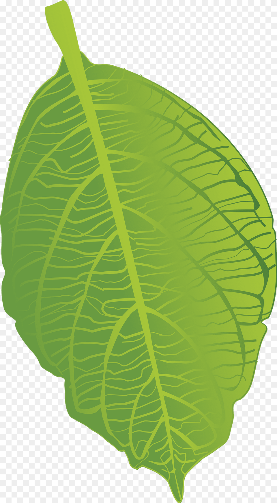 Green Leaf Clipart, Plant, Vegetation, Ammunition, Grenade Png Image
