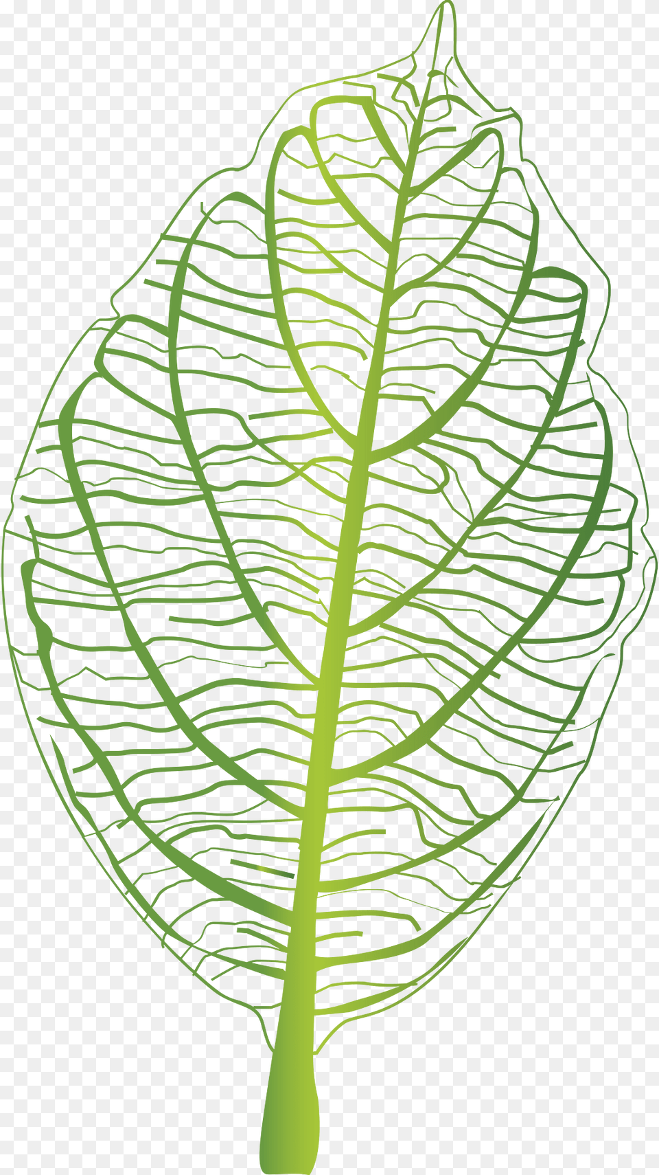 Green Leaf Clipart, Plant, Vegetation Free Transparent Png
