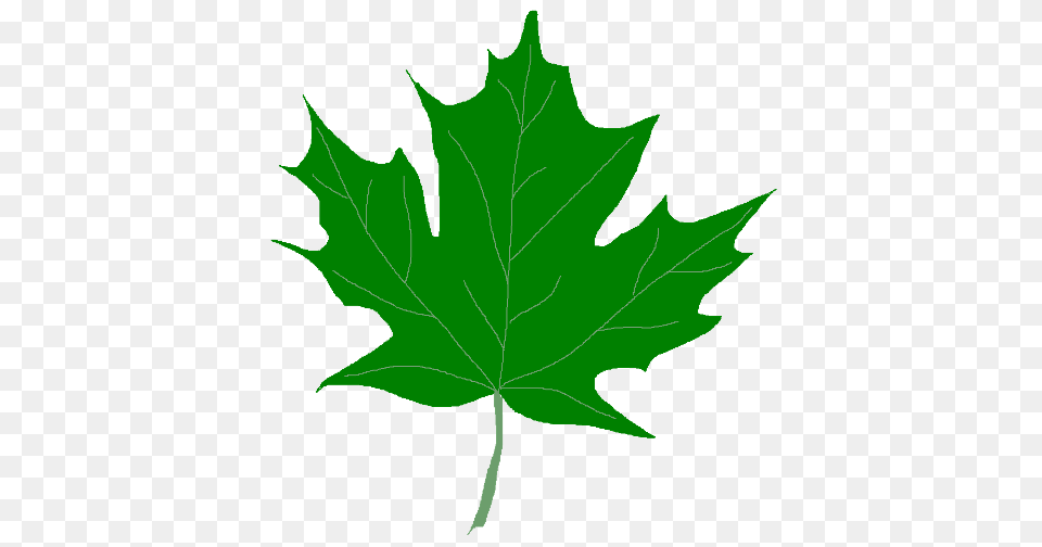 Green Leaf Clipart, Maple Leaf, Plant, Tree, Person Free Png