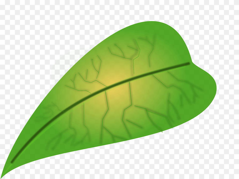 Green Leaf Clipart, Plant, Animal, Fish, Sea Life Png