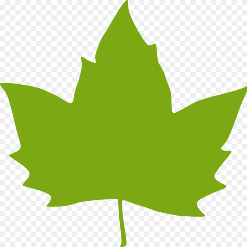 Green Leaf Clipart Clipart, Plant, Maple Leaf, Tree, Person Png