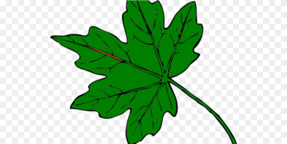 Green Leaf Clipart Green Maple Leaf Clipart, Plant, Tree, Maple Leaf, Person Free Transparent Png