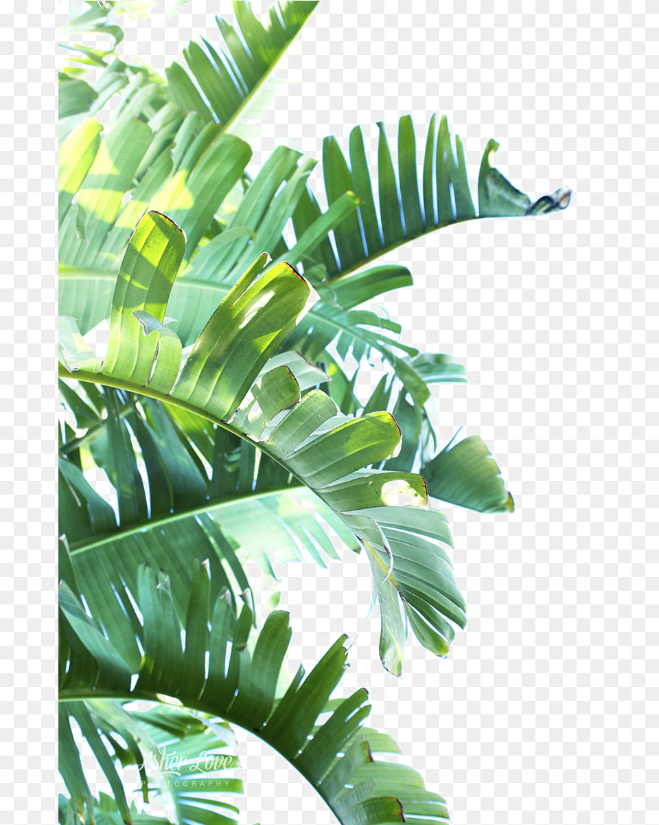 Green Leaf Clipart Tropical Leaves, Palm Tree, Plant, Tree, Vegetation Free Png