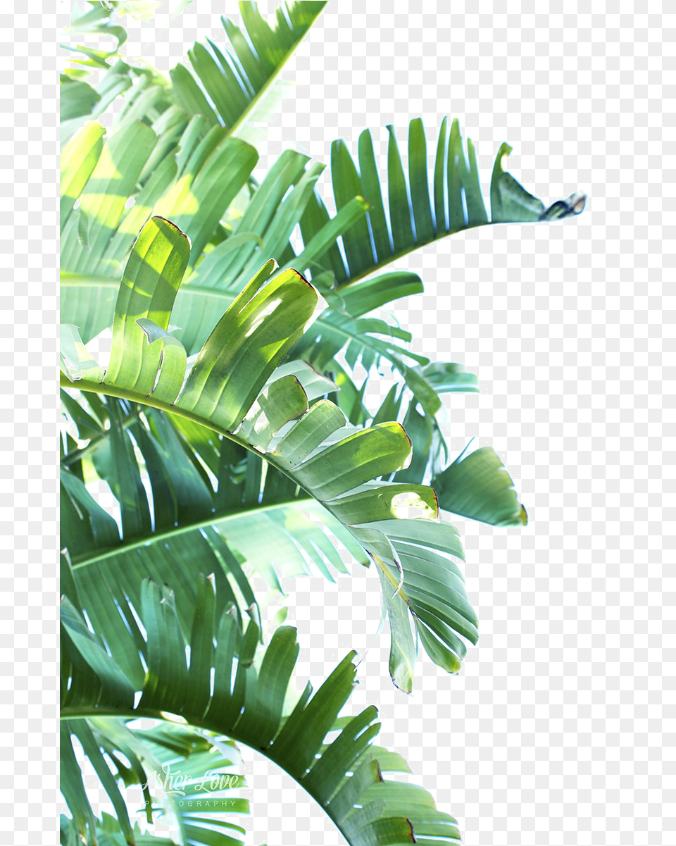 Green Leaf Clipart Tropical Leaves, Palm Tree, Plant, Tree, Vegetation Png