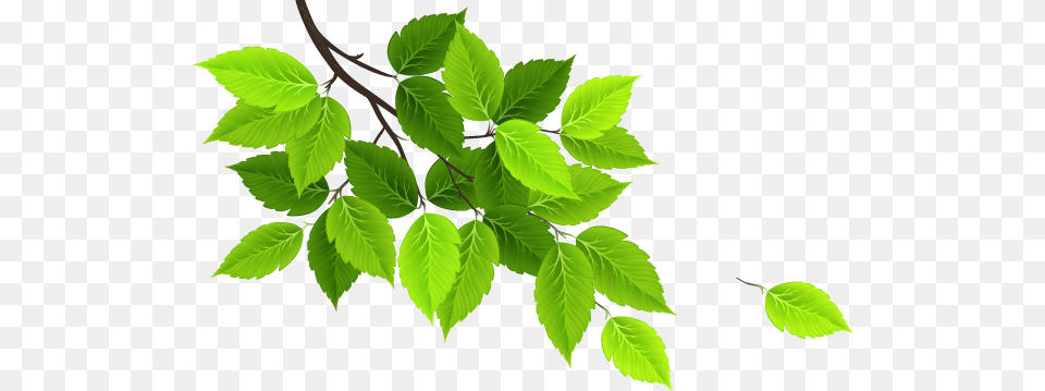 Green Leaf Design, Plant, Herbal, Herbs, Tree Free Png