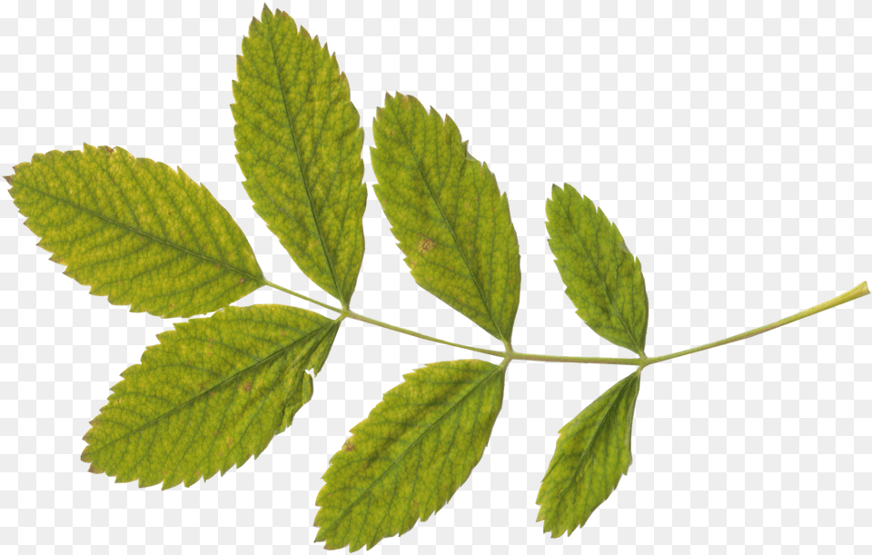 Green Leaf Green Tea Leaves Transparent Background, Plant, Tree Free Png Download