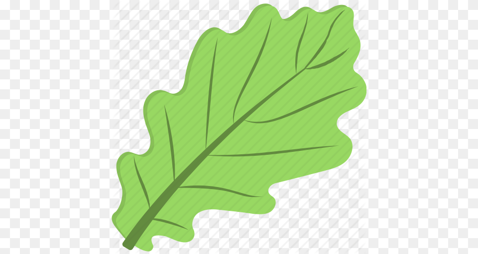 Green Leaf Green Vegetable Leafy Vegetable Spinach Spinach, Plant, Tree, Oak, Bow Png