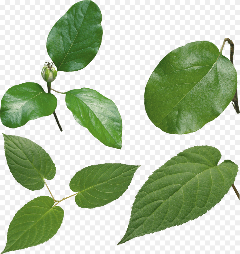Green Leaf High Definition Leaf Free Transparent Png