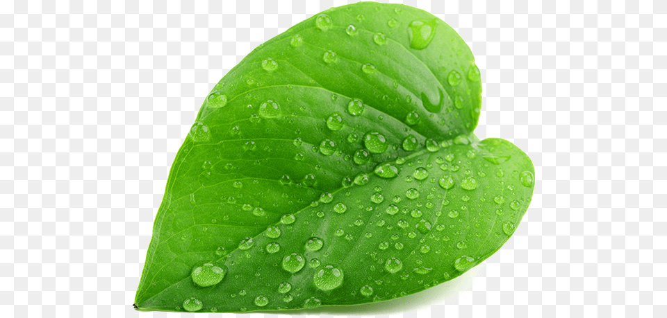 Green Leaf Leaf With Water Drop, Plant Png Image