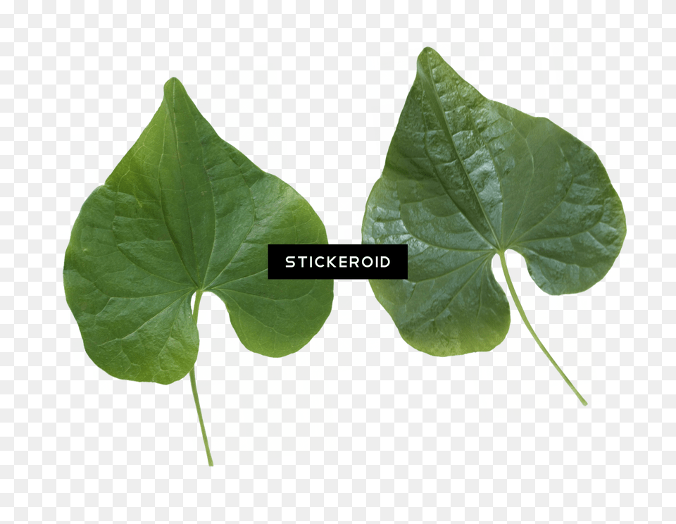 Green Leaf Leaves Aquatic Plant, Flower, Herbal, Herbs, Vine Png Image