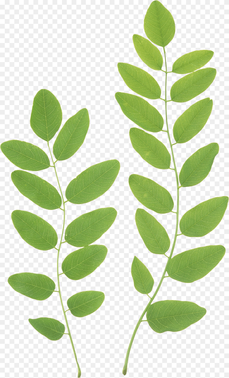 Green Leaf Leaves Clipart, Astragalus, Flower, Herbal, Herbs Png