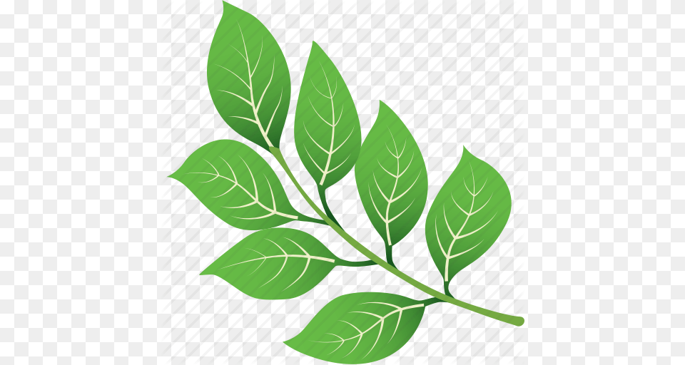 Green Leaf Leaves Nature Tree Tropical Icon, Herbal, Herbs, Plant Png Image