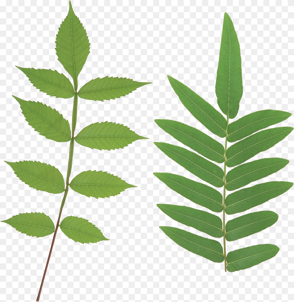 Green Leaf Leaves Stem, Clothing, Hat, Adult, Bride Free Png