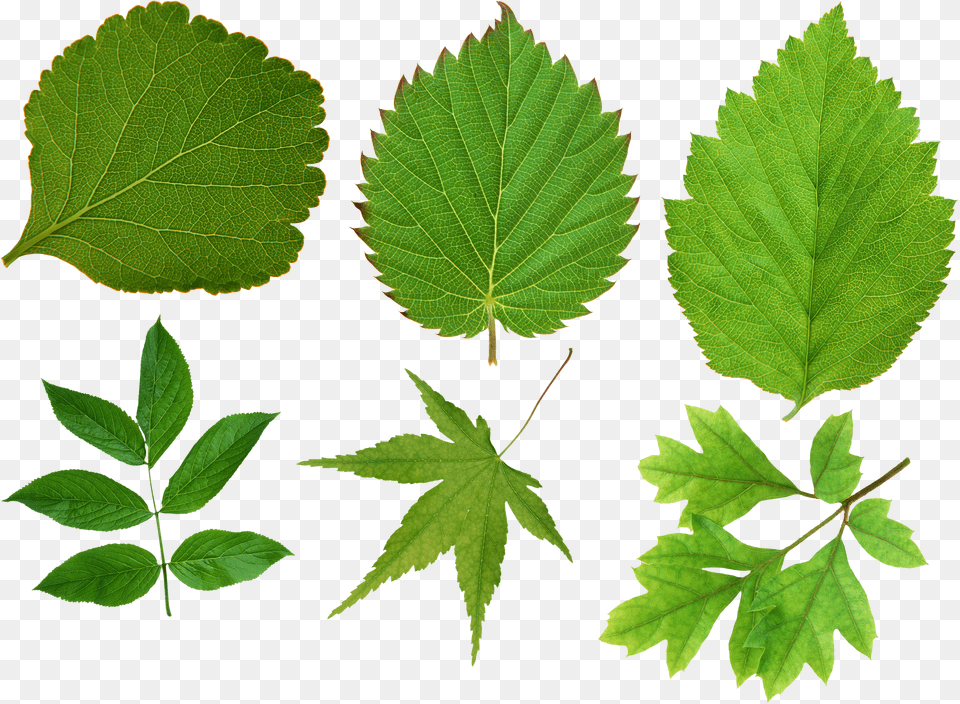 Green Leaf Maple, Text, Architecture, Building, Hospital Png
