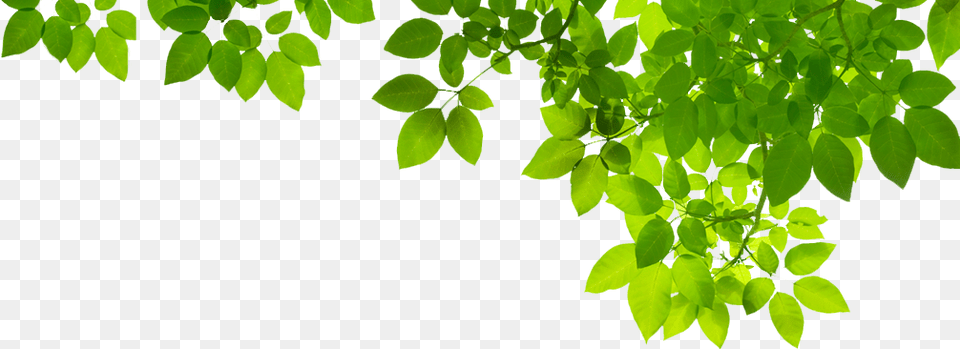 Green Leaf Photo Green Leaves Transparent, Herbal, Herbs, Plant, Vegetation Png
