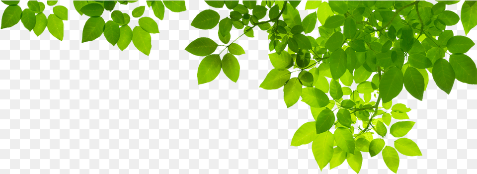 Green Leaf Photo Green Leaves Transparent, Plant, Tree, Vegetation Free Png