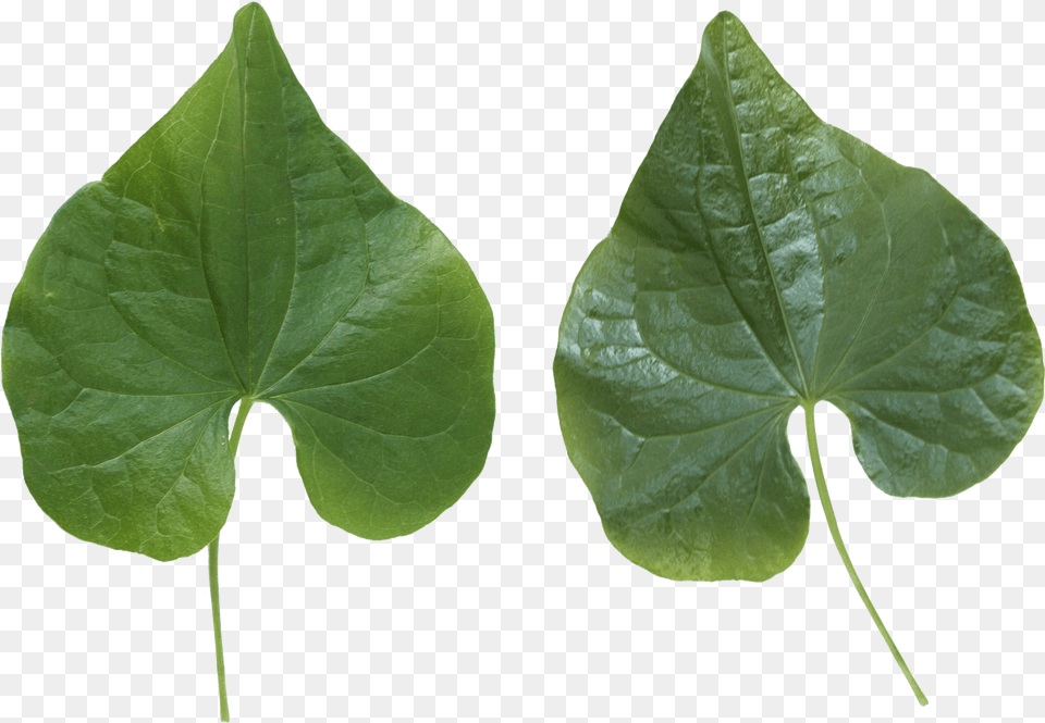 Green Leaf Portable Network Graphics, Plant, Flower Png Image