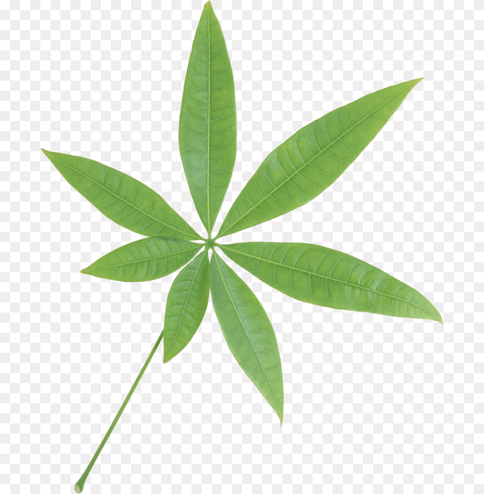 Green Leaf Single Green Leaf Transparent Background, Plant, Tree Png