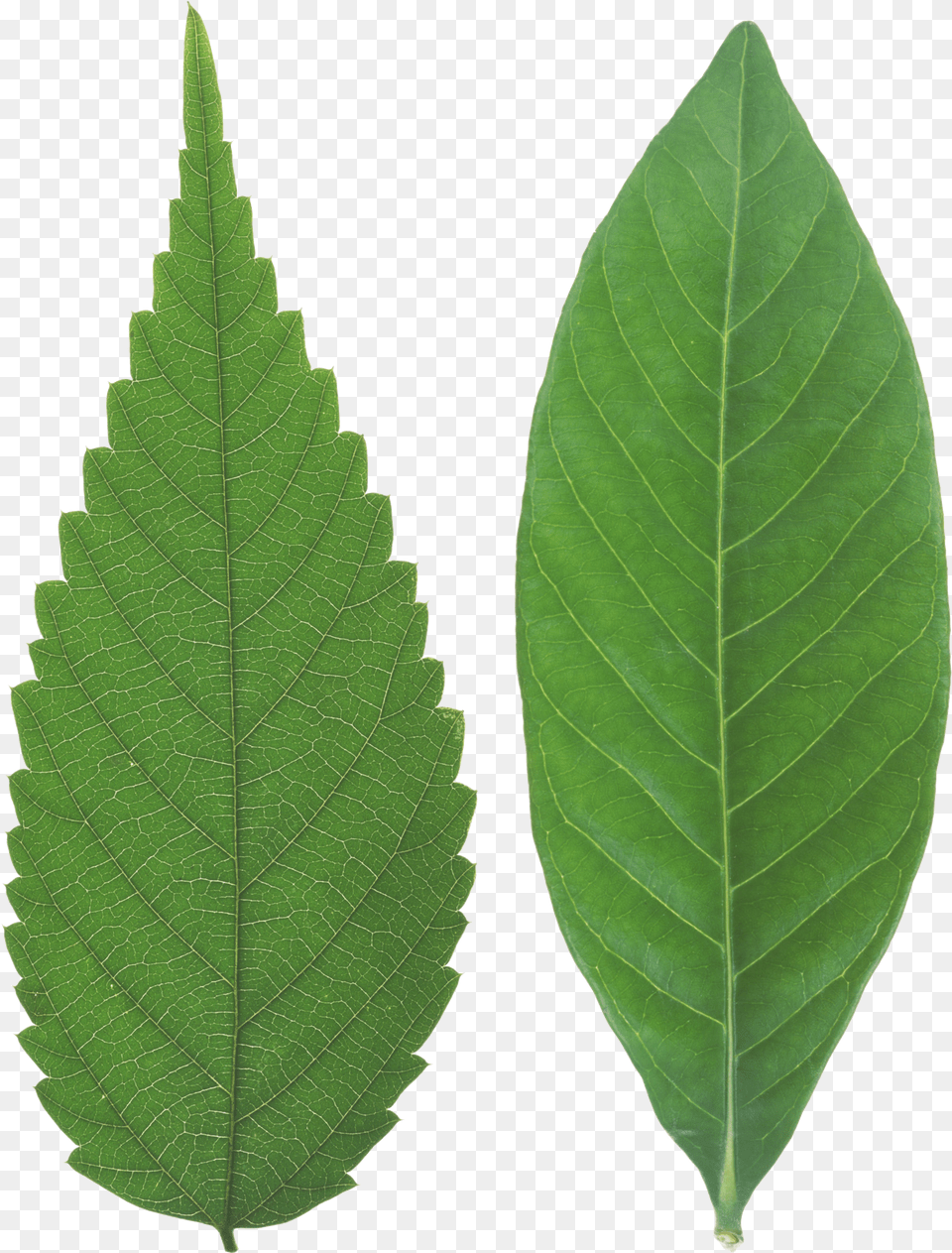 Green Leaf Transparent Background Leaf Texture Png Image